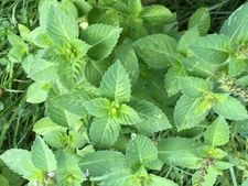 100 Holy Basil seeds aka Tulsi Basil seeds, organically grown, crop of 2024