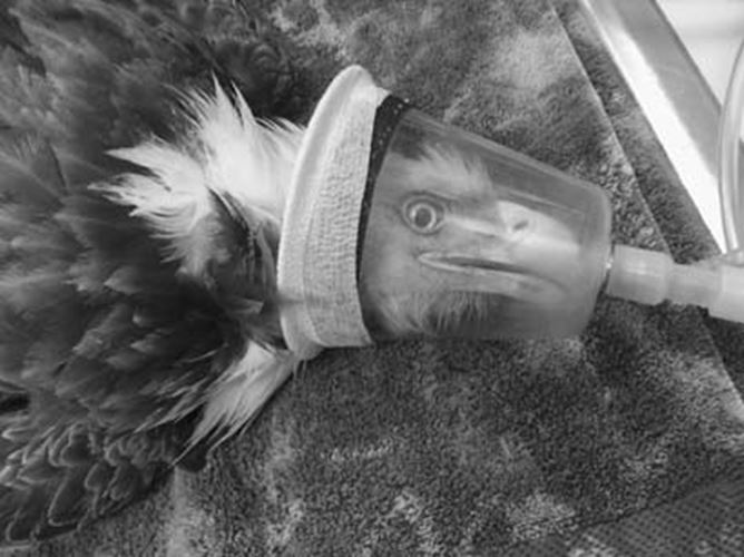 Raptor Research & Management Techniques 9780888396396| eBay