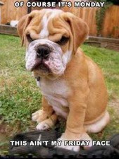 Funny Bulldog fridge magnet 3 1/2 X 4 1/2 " Made in the USA