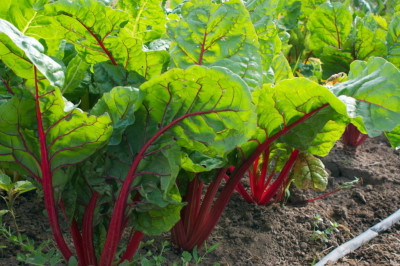 #ad Ruby Red Swiss Chard Seeds NON GMO Salad Greens Colorful Heirloom FREE SHIP $13.99
