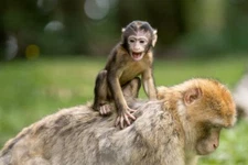 Digital Image Picture Photo Pic Wallpaper Background Monkeys Grass Family Baby