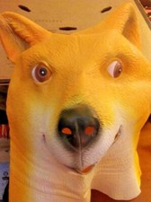 Fox Mask - Rubber - Animal Mask - Full Head for Adults - Rests on the Shoulders