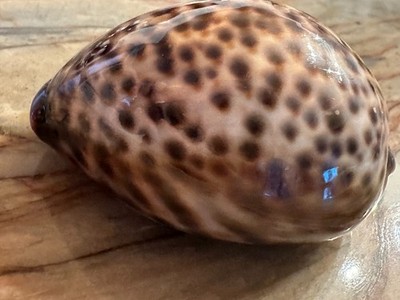 CYPRAEIDAE Cypraea Tigris 68.9 mm Shell - RARE Treasure (See Description)