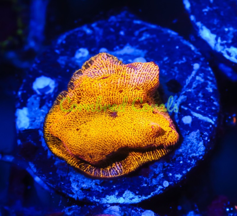 Cornbred's Egyptian Godz Lepto - Frag - LIVE CORAL