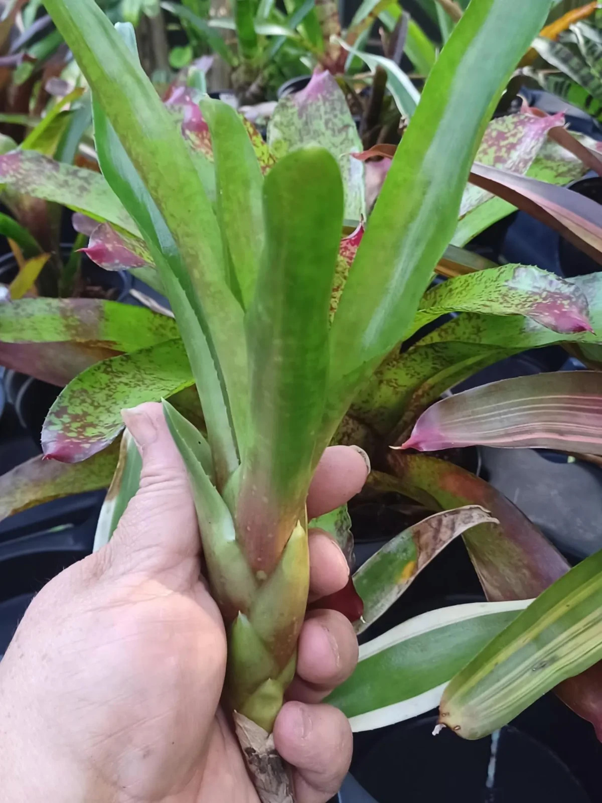 BUY 4 SAVE 20% BROMELIAD Neoregelia ZOMBIE Color Packed Compact Grower! Pup