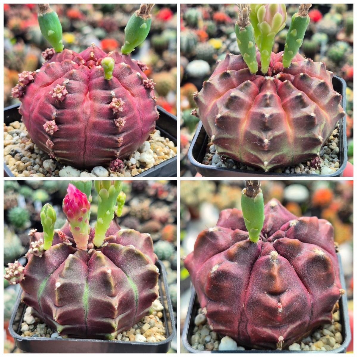 gymnocalycium weissianum Gymnocalycium weissianum SEEDS main image 1