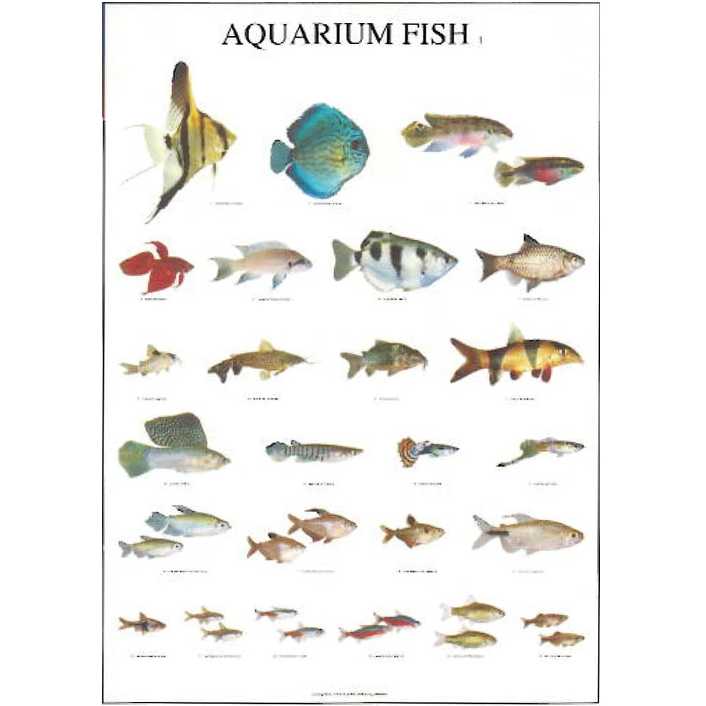 Poster Aquarium Fish 1 Fishes Types Breeds