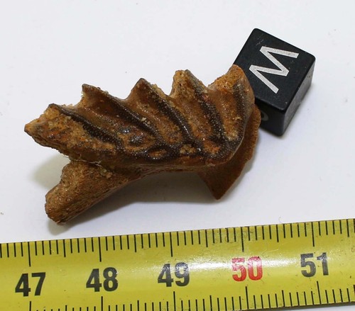 Dent de poisson Ceratodus sp Cretaceous dans une boite (Maroc - 003 ** ) - Imagen 2 de 10