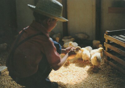Postcard Young Amish boy proudly caring for the hatched chicks PA USA