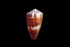 Seashells- Conus  ferrugineus  -  46mm