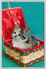 Vintage Kitten in Basket Photochrome Postcard by Tichnor Bros