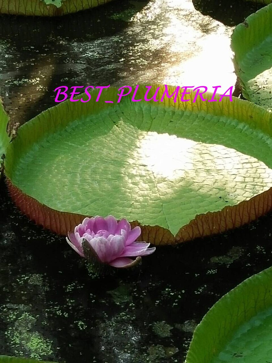 plante deliciosa Monstera Deliciosa