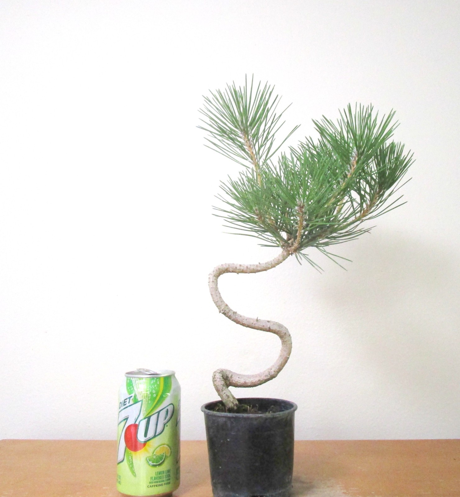 Japanese Black Pine Shohin Mame Bonsai with Curved Trunk