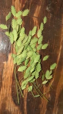Northern Sea Oats Organic Perennial Seeds