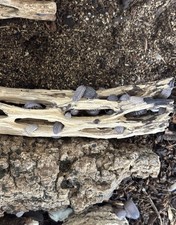 10 Armadillidium Peraccae Isopods Bio active Clean Up Crew