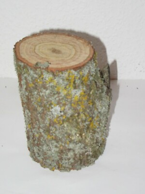 1 unbehandeltes Holzklötzchen, Drechselholz von der Eiche vom Stamm ca.12cm