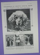 Champions At Cruft's Annual Show 1910/11 - Original Page of The Tatler Feb 1911