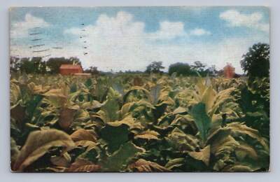 North Carolina Tobacco Field WILMINGTON 1940 to South Portland ME