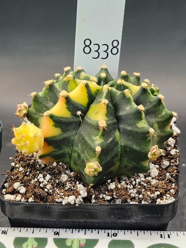 Gymnocalycium Mihanovichii Variegated Large Green Cactus With Pups #8338 - Picture 3 of 3