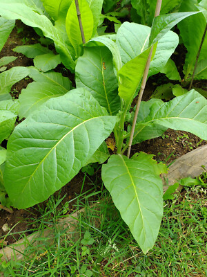 black mammoth tobacco Black Mammoth Tobacco 2000+ Seeds Snuss Snuff Chew Pipe Cigarettes 2025  Crop