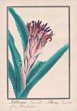 Billbergia flaming torch botany flower flower botany watercolor drawing 1830