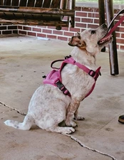 English Bulldog/Lab for Rehoming Owners