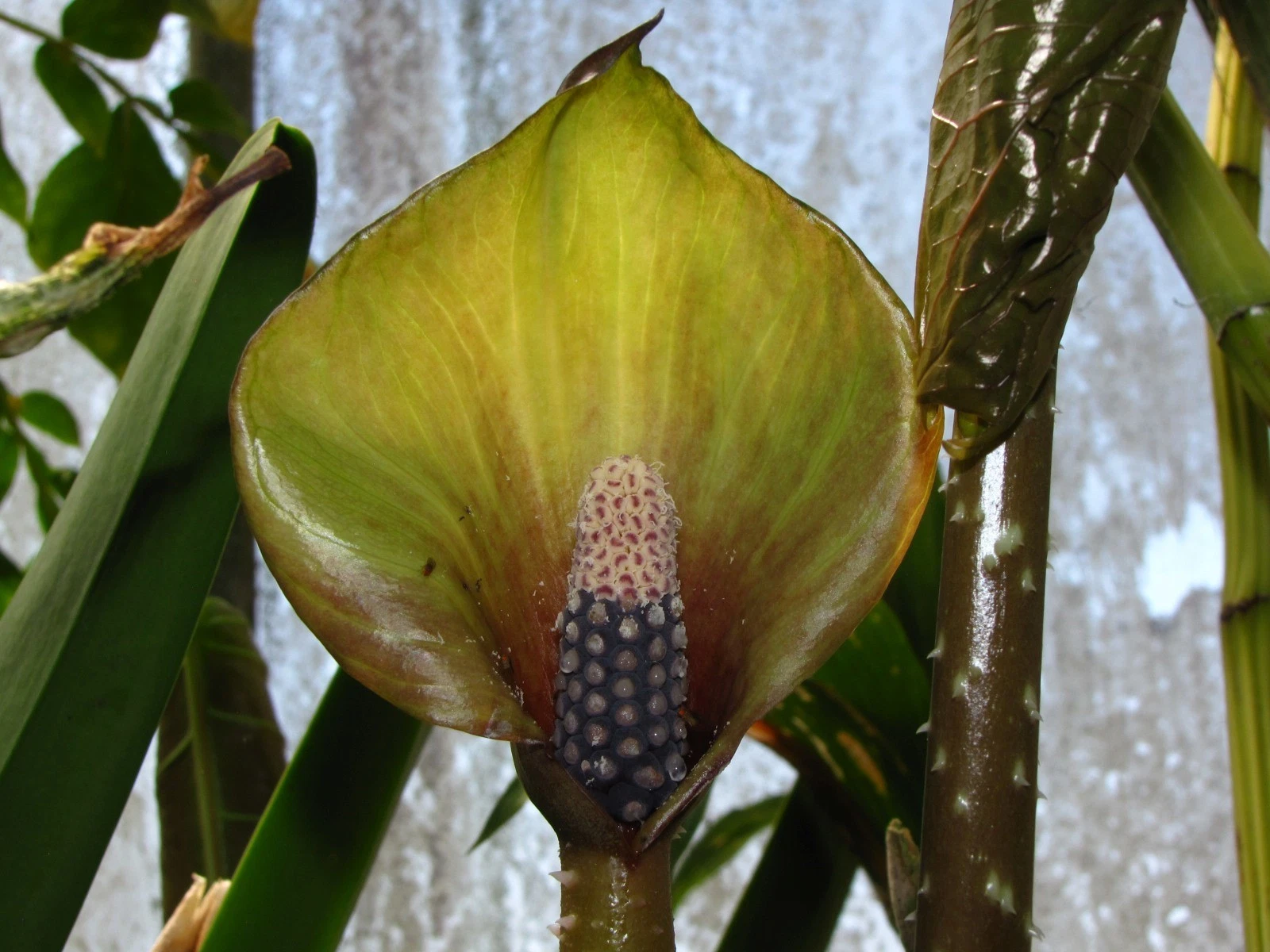 ANCHOMANES ABBREVIATUS, Amorphophallus Relative, SPINY African Aroid Plant!!!