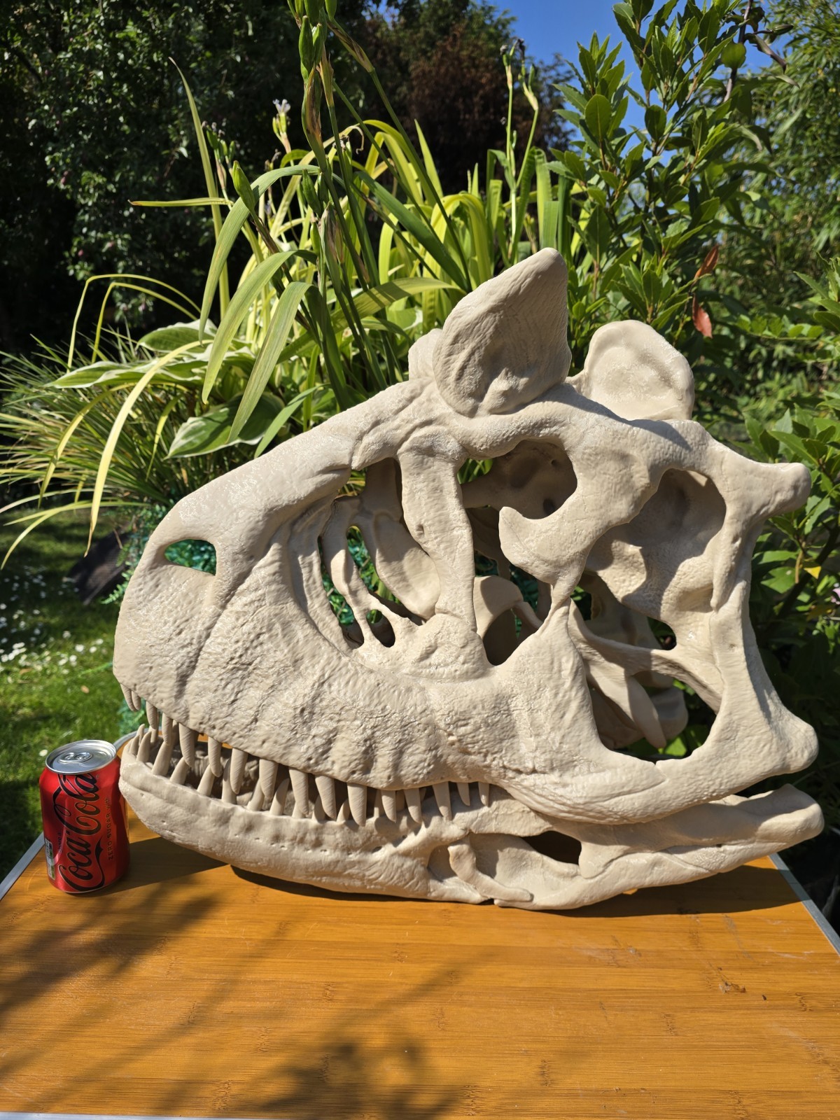 Life-size CARNOTAURUS skull Replica, Fossil
