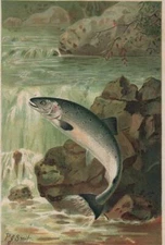 A SALMON LEAP Chromolithograph Print by P.J. SMIT ANTIQUE ORIGINAL 1901