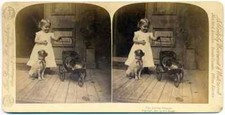 Stereo view The jealous doggie girl with dog and cat Underwood Animals 1891 S980