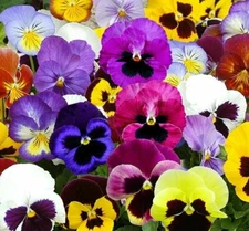 PANSY SEEDS 60+ SWISS GIANT MIX flower GARDEN hardy BIENNIAL FREE SHIPPING