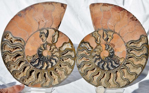 Large Black Ammonite Pair Crystals 110myo Dino age Fossil XXXL 190mm 7.5" 9184ee