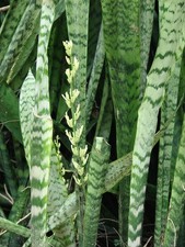 Rooted Sansevieria Draceana Snake Plant Mother in Law's Tongue - Free Shipping