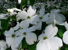 White Flowering Dogwood, Cornus florida, Tree Seeds (Showy, Fall Color, Hardy)