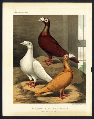 Cassell's Bird Print PIGEONS London Fancy DRAGOONS 1870's J W LUDLOW Chromolitho