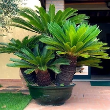King Sago Palm Seeds (Cycas Revoluta) Rare Tropical Prehistoric Cycad Hardy-8