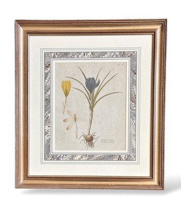 19th Century Botanical Engraving Crocus Vernus Fruhlings Saffron