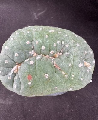 RareSucculent Plant LF C actus C ristata WYSIWYG  OwnRoot Boutique#