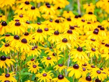Live BLACK-EYED SUSAN Plant  Rudbeckia Fulgida 'Goldsturm' - Pint Pot 