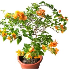 PLANT NOOK Bougainvillea  California Gold  Live Plant 2-Pack  Golden Yellow