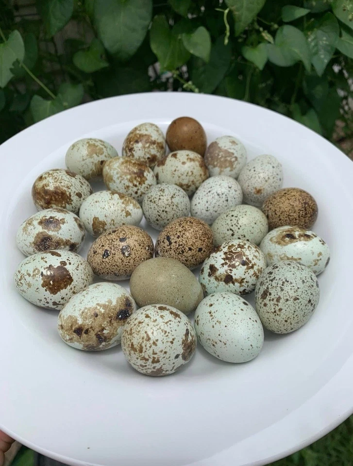 12 ovos de codorna ocos **cores exóticas** - cascas de ovo sopradas à mão para artesanato - Imagem 3 de 3