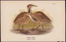 1890 Birds Of Pennsylvania Antique Chromolithograph Print American Bittern