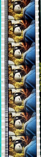 Jurassic Park 1993 Very Rare Unmounted 35mm Film Cells - Steven Spielberg - Picture 106 of 142