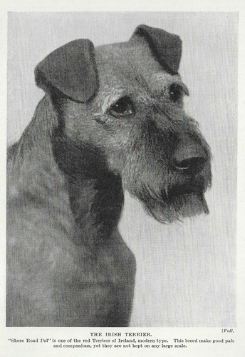 Irish Terrier "Pal" - 1934 Vintage Dog Art "Photo" Print - MATTED 