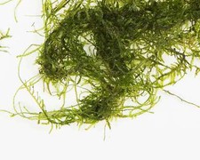 JAVA MOSS - 250g - Tropical Water Live Aquarium Plants