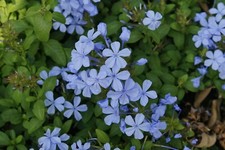 Pianta plumbago gelsomino celeste azzurro h 30 - 35 cm in vaso 14