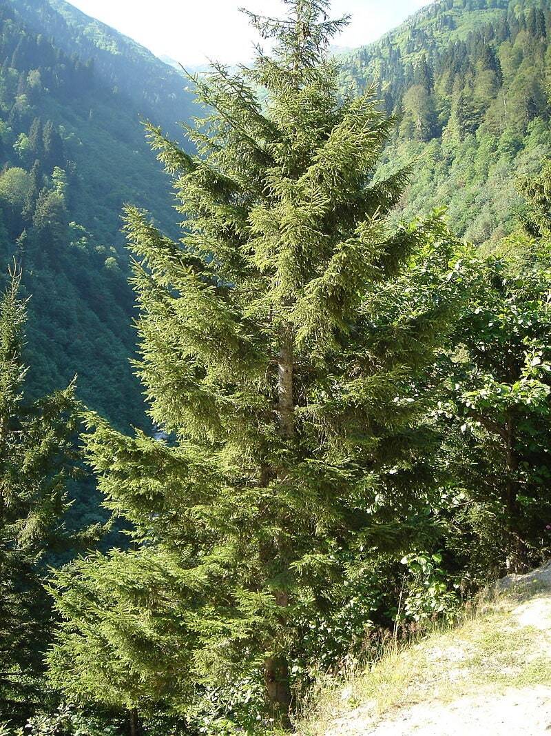 Graines de Sapinette du Caucase pour Créer un Écrin de Verdure Persistant