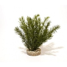 Sydeco Natural Club Moss Aquarium Plant | Fish