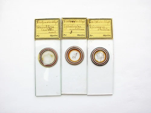 3 Antique Microscope  Slides.  Freshwater Algaes.