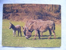 Postkarte Ansichtskarte vintage alt Tier Foto Tierkinder Esel Sommer Dänemark